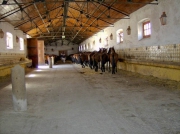 Coudalaria-Alentejo-Portugal (2)