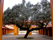 Coudalaria-Alentejo-Portugal (7)
